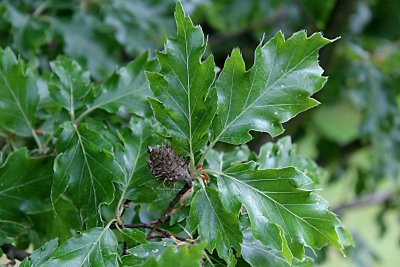Fagus sylvatica 'Qurcifolia' - buk lesní - plod a líc listů